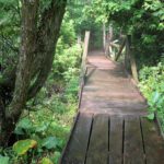 6-11 Cedar Bog Nature Preserve 02