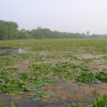 6-83 Spring Valley Wildlife Area - A Feature of Ohios Wetlands 00