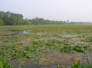 6-83 Spring Valley Wildlife Area - A Feature of Ohios Wetlands 00